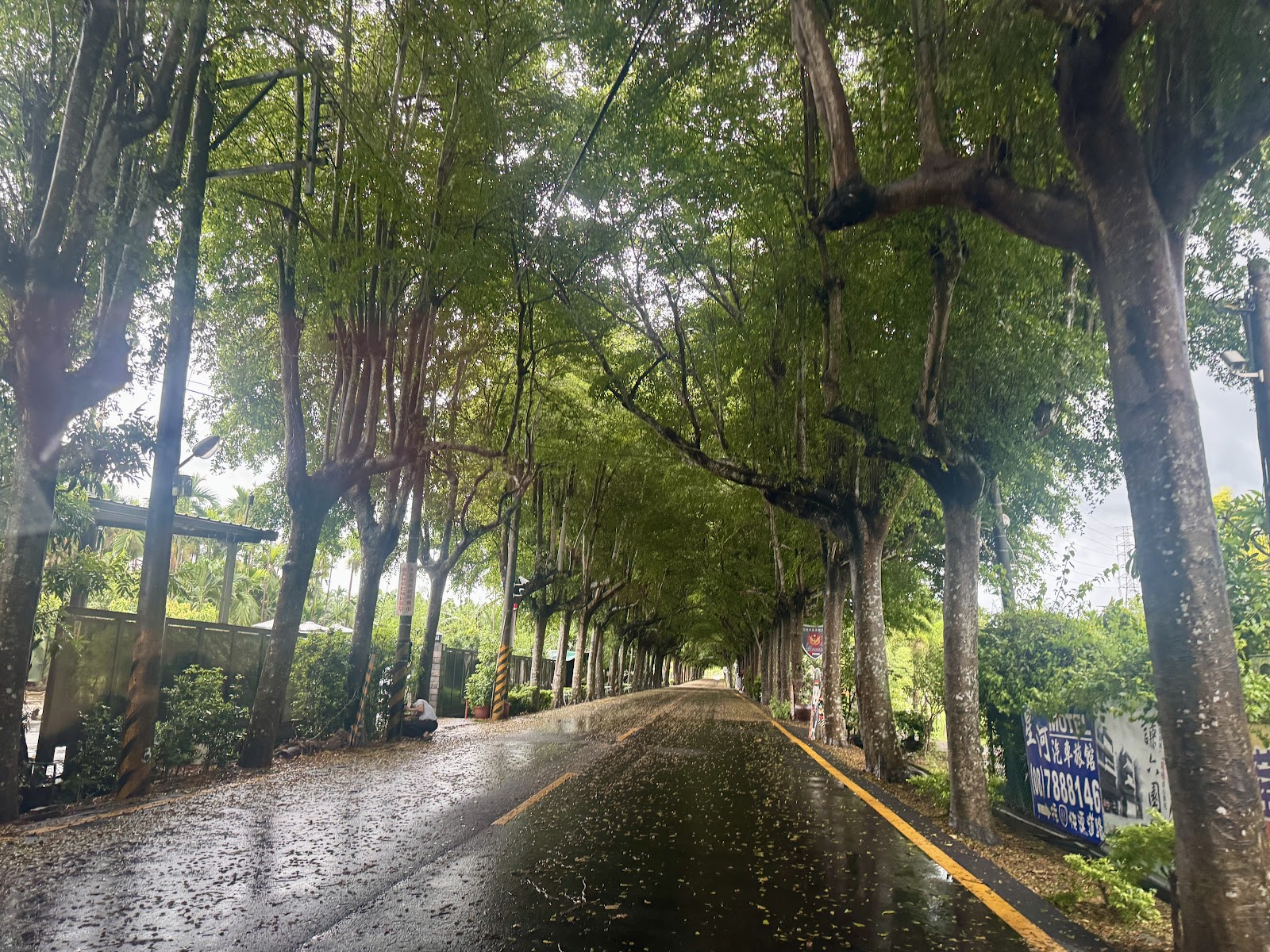 泗林健走步道潮州綠色隧道雨後景色