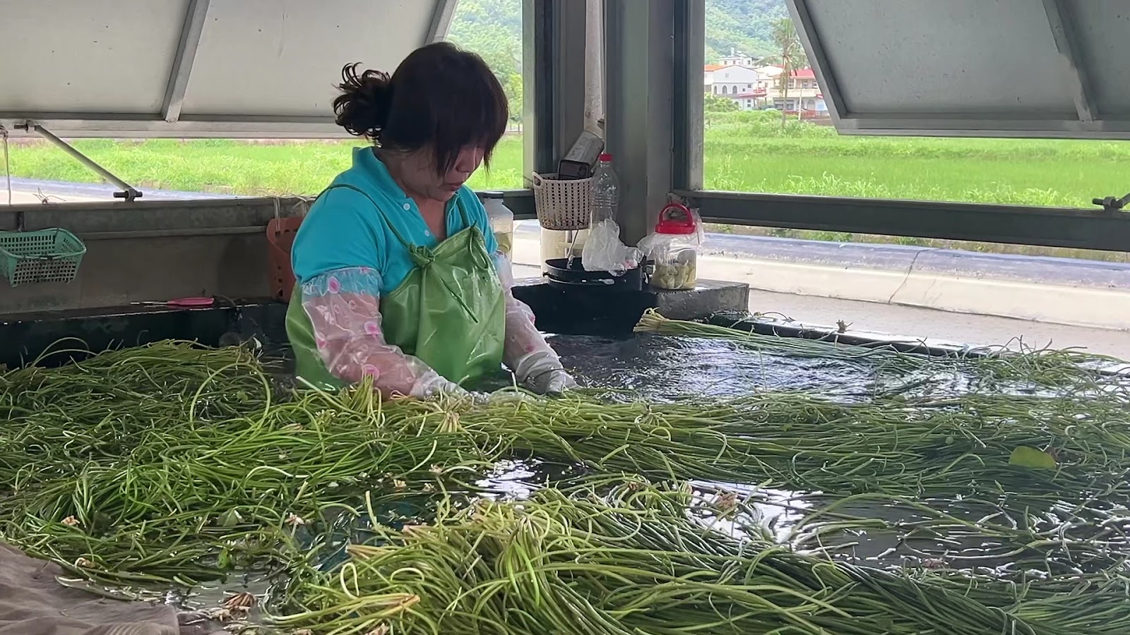 老闆娘在工作檯前仔細整理清洗剛採收的野蓮,準備分裝出貨