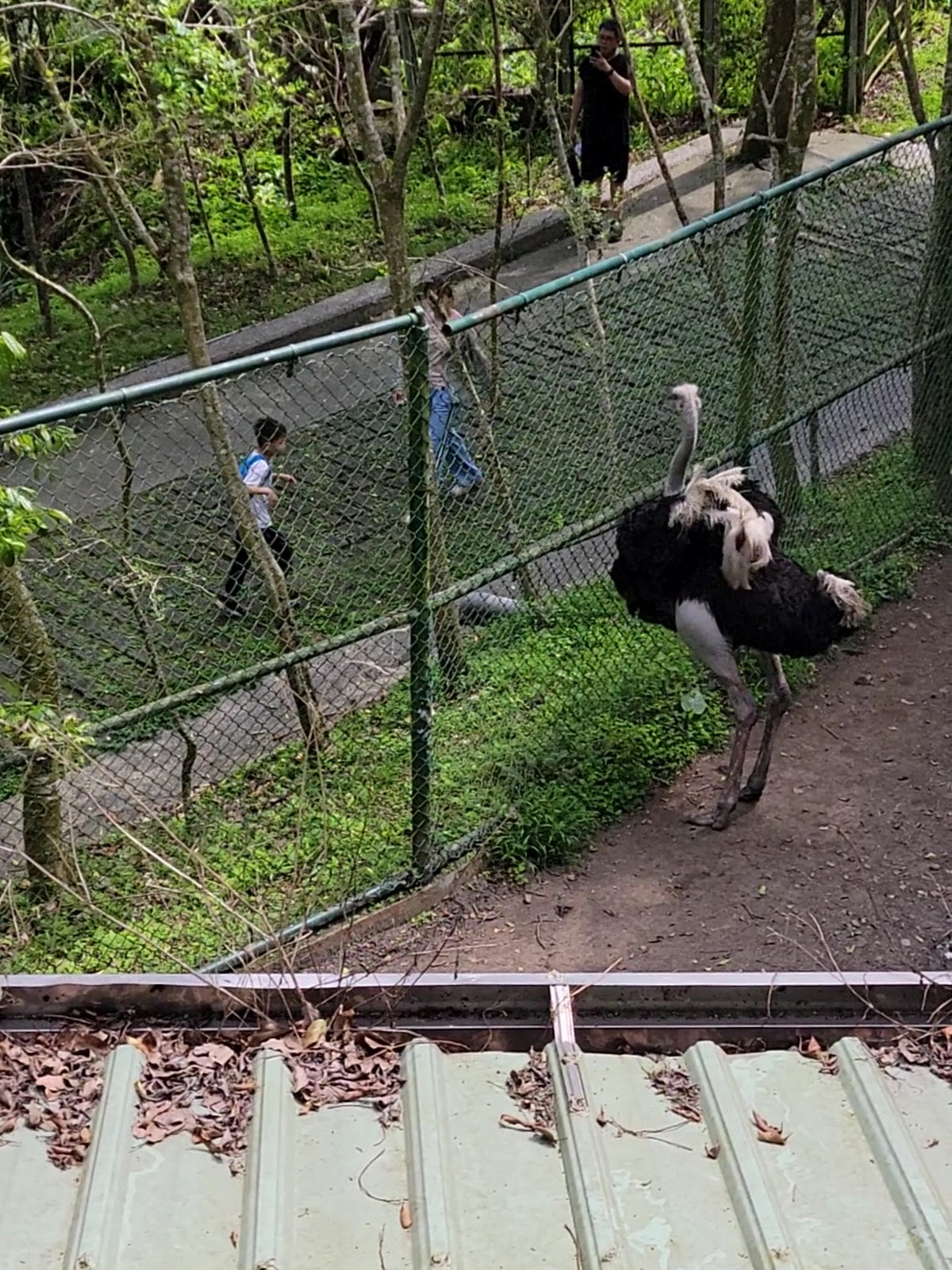 鳳凰谷鳥園生態園區鴕鳥於綠色圍籬園區內活動