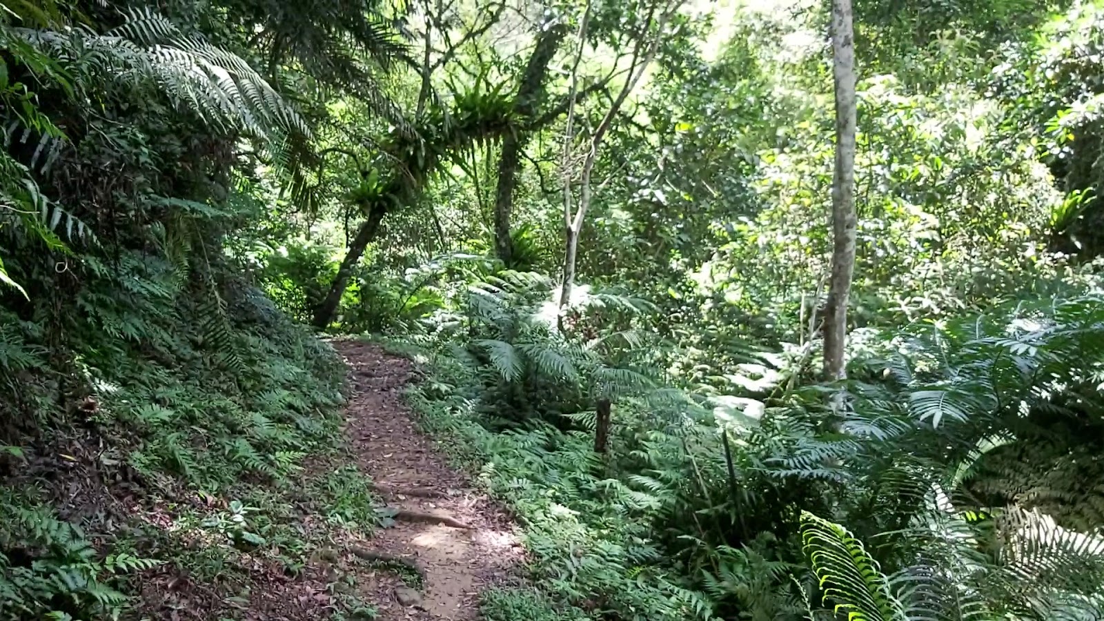 打鐵寮古道蕨類密布原始泥土步道