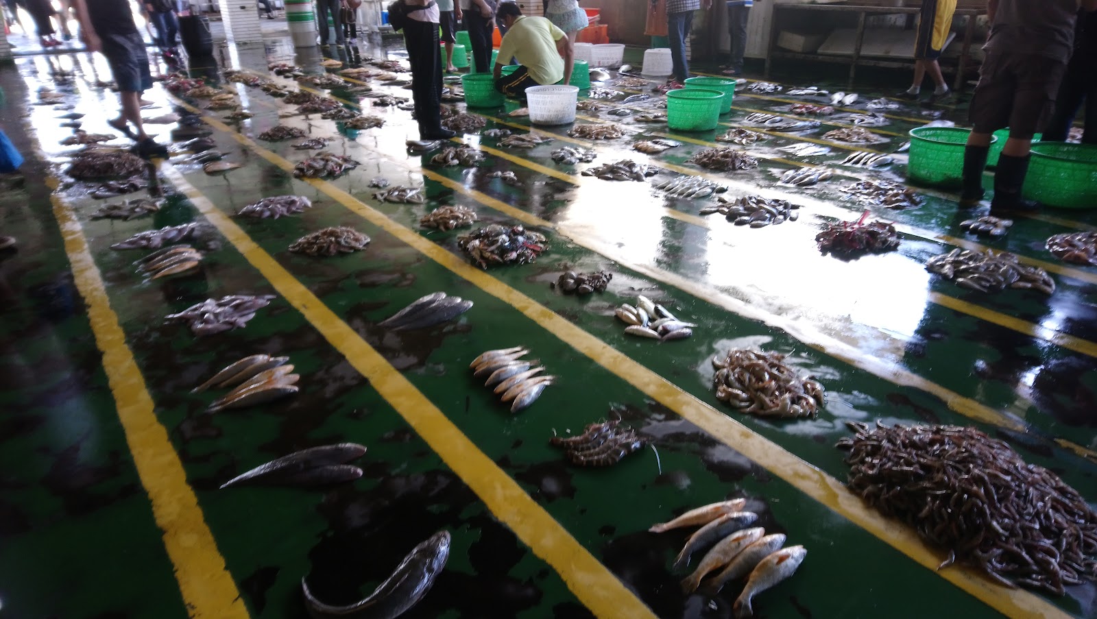布袋漁港拍賣現場 新鮮漁獲 魚蝦蟹鋪滿地板