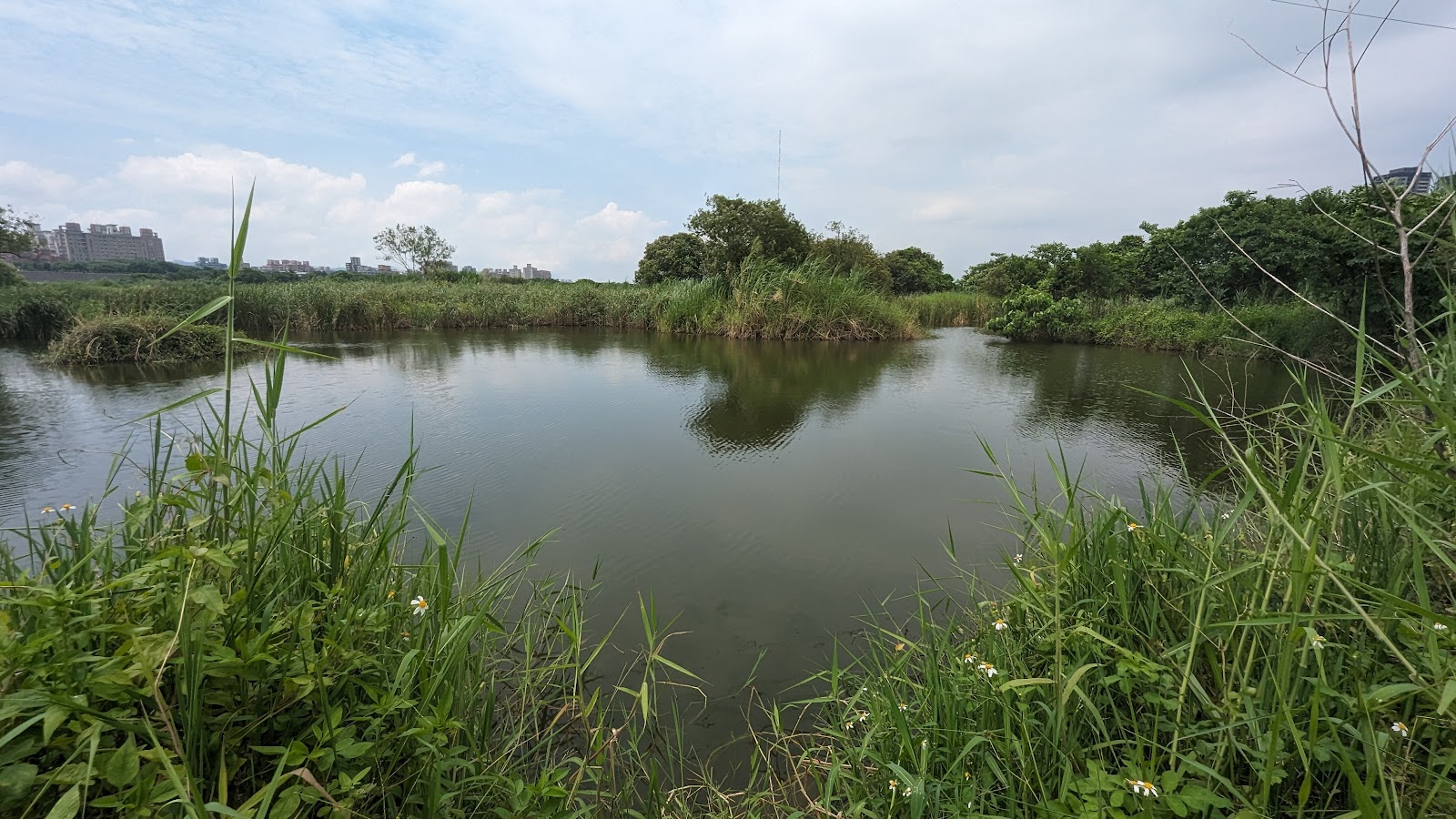 打鳥埤人工濕地池水景觀，遠方可見板橋土城樓房天際線