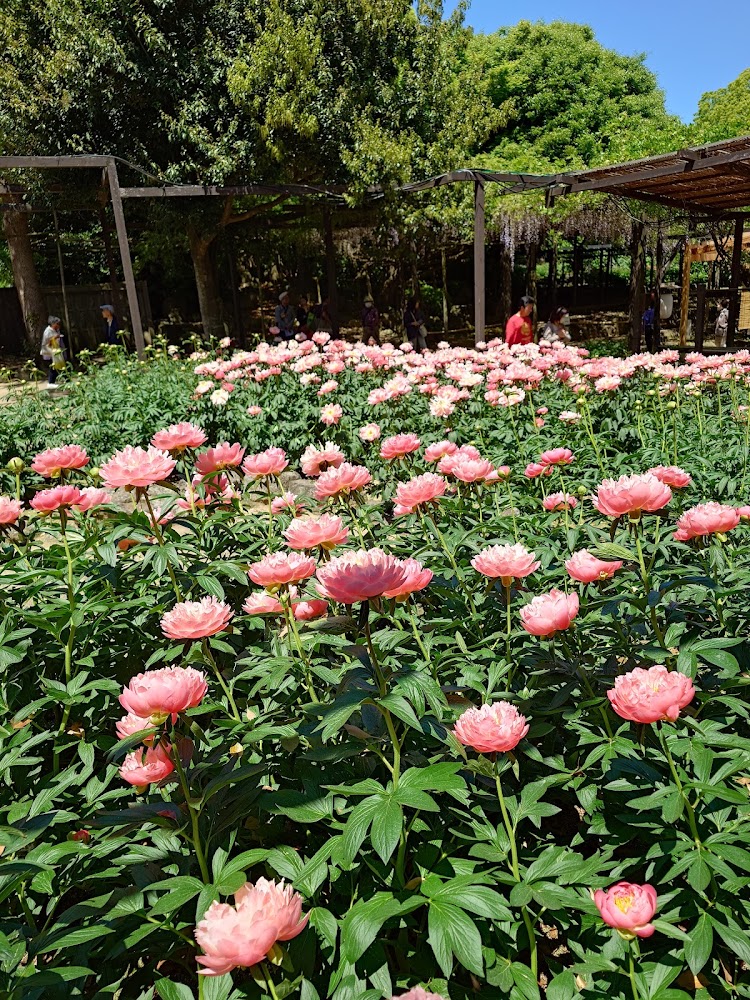 大片盛開粉紅牡丹花田的大根島牡丹芍藥園