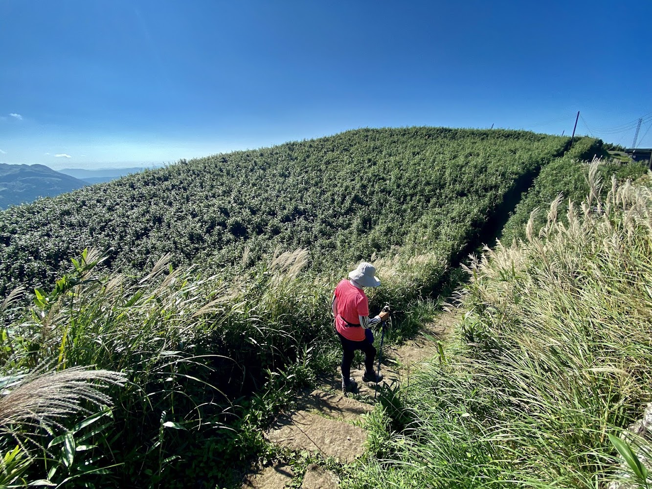 大屯主峰連峰步道芒草山徑