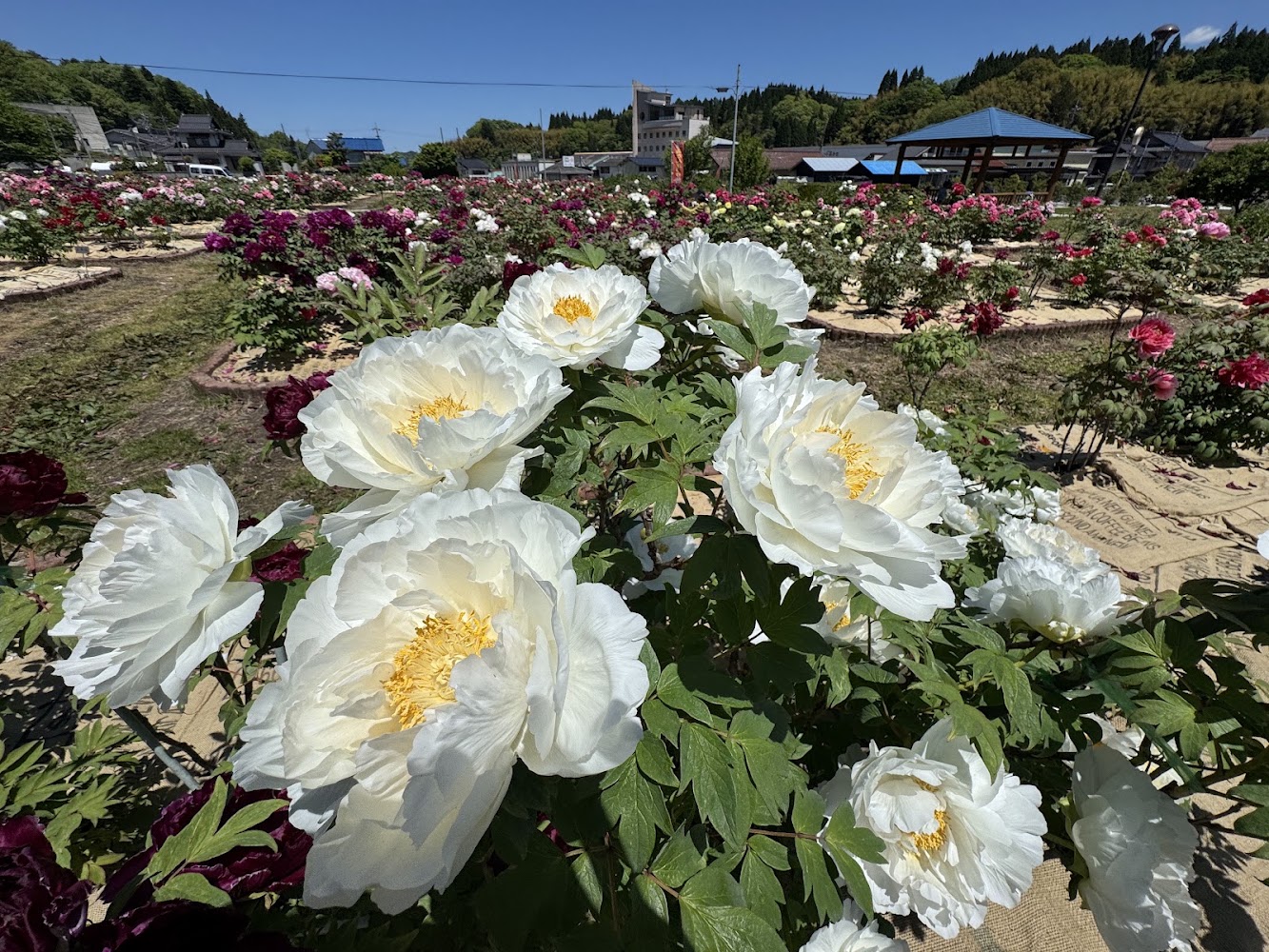 赤名觀光牡丹園白色牡丹與多色花田景致
