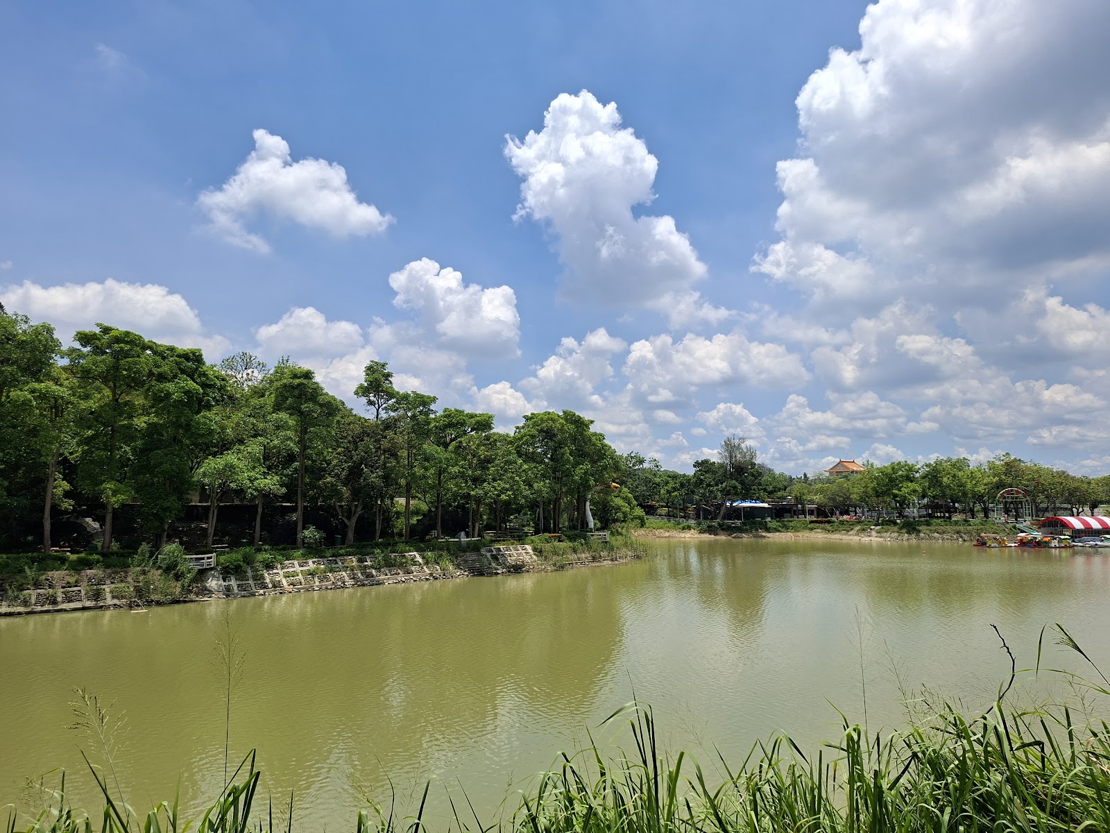 虎頭埤湖景全貌,蘆葦叢,翠綠湖水,踏板船停靠碼頭