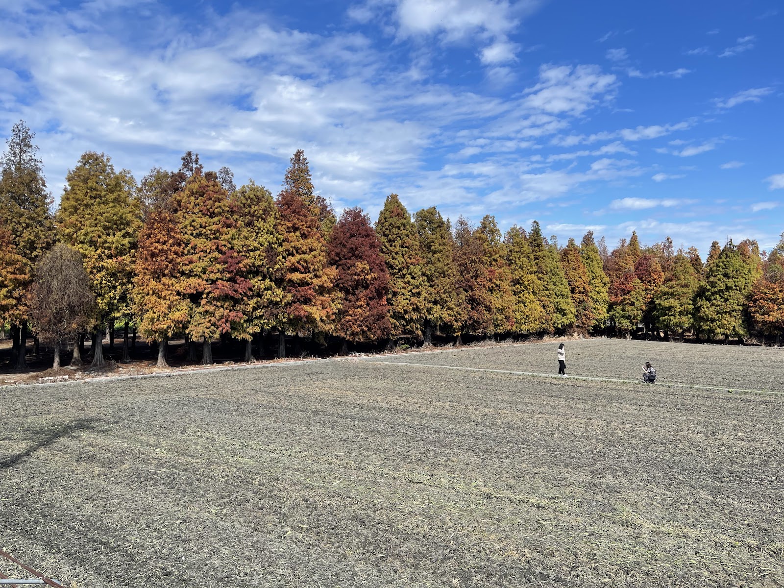 大村落羽松成排樹林與礫石步道