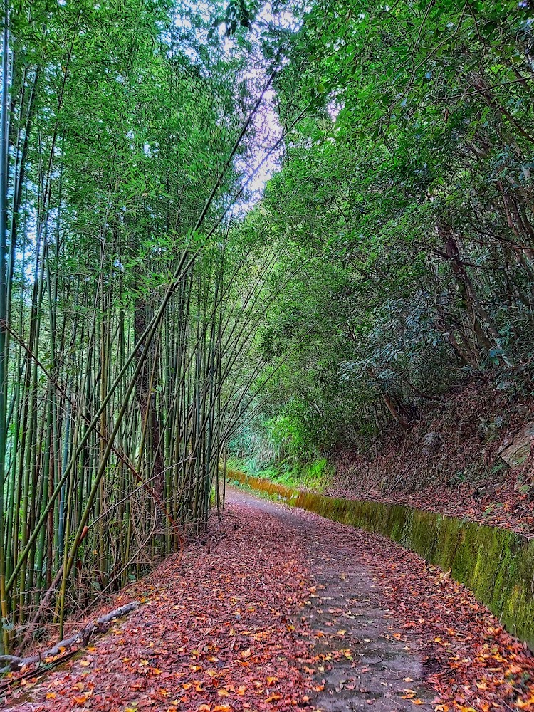 竹林步道與山徑景觀