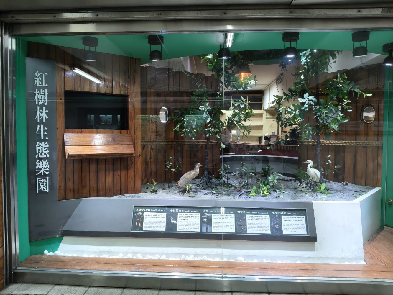 紅樹林生態主題展示櫥窗與解說牌