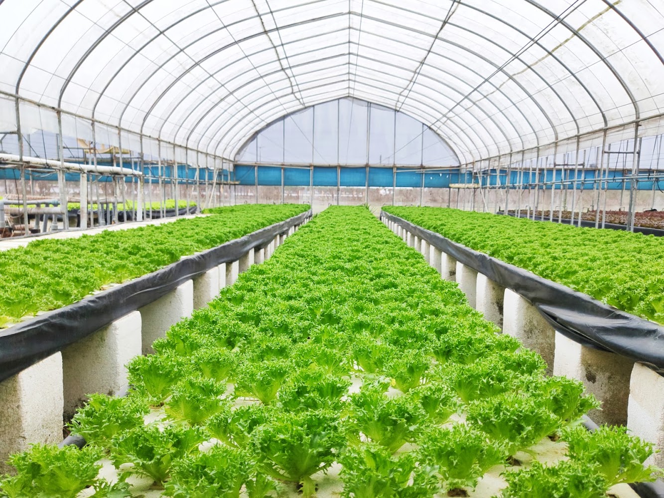 番挖水耕農場溫室內的水耕生菜