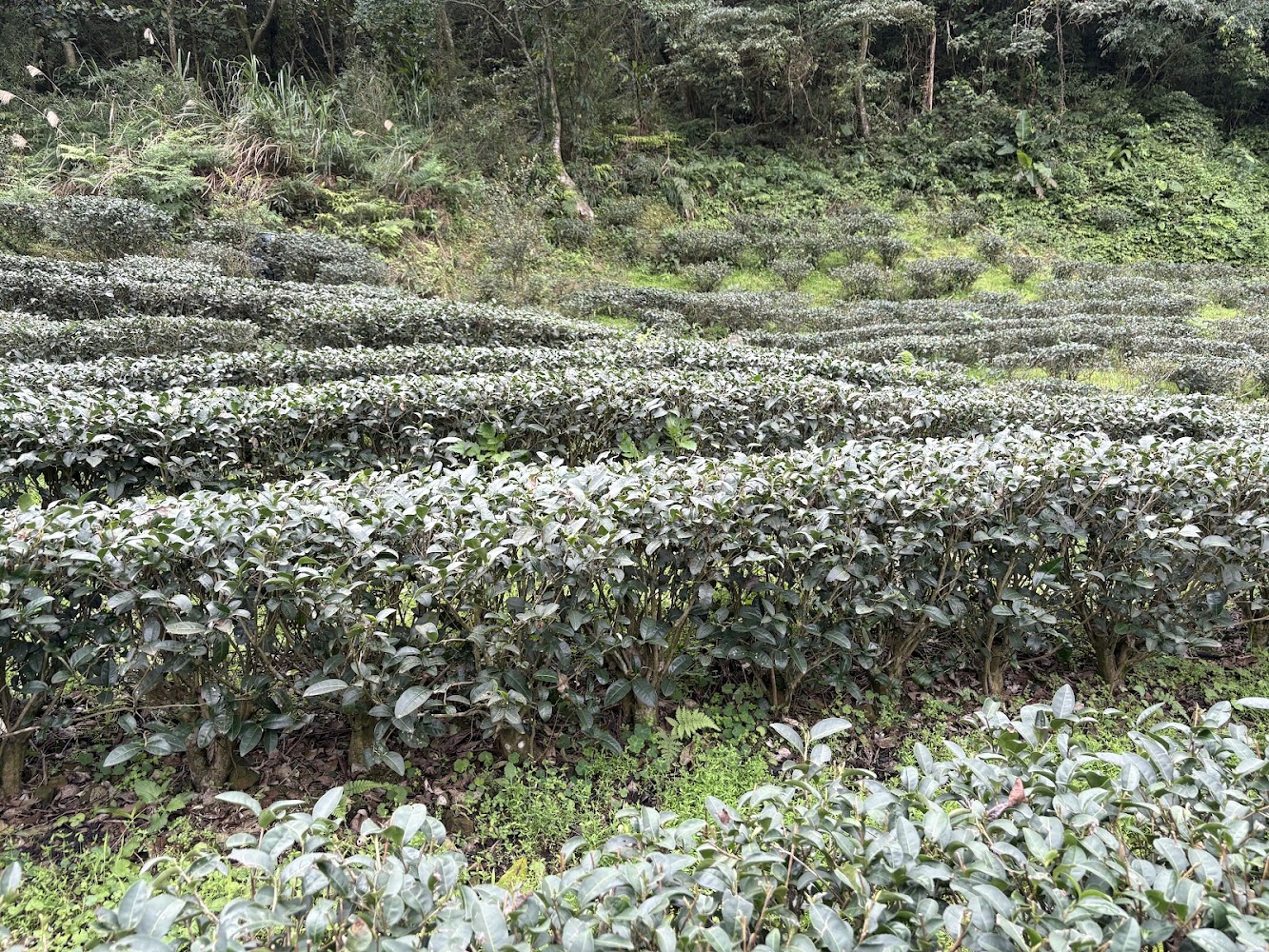 綠意盎然的茶園景觀