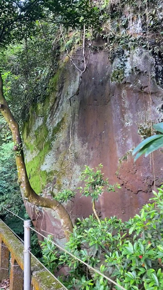 布滿青苔和植物的岩壁