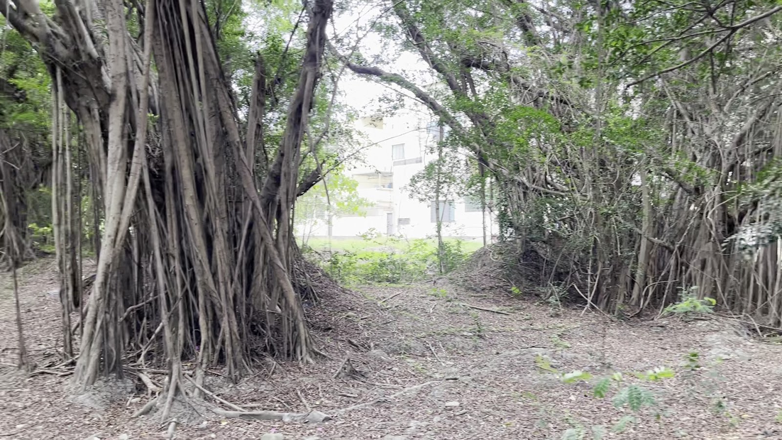 大隆田生態文化園區老榕樹氣根，樹木特寫
