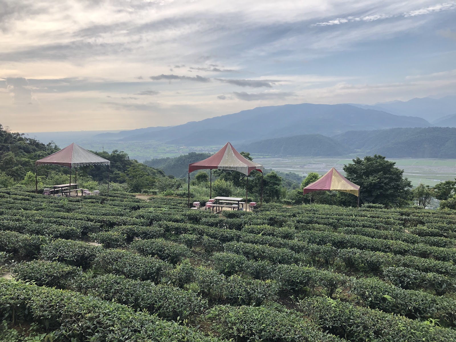 玉蘭休閒農業區茶園間搭起的紅白帳篷休憩區