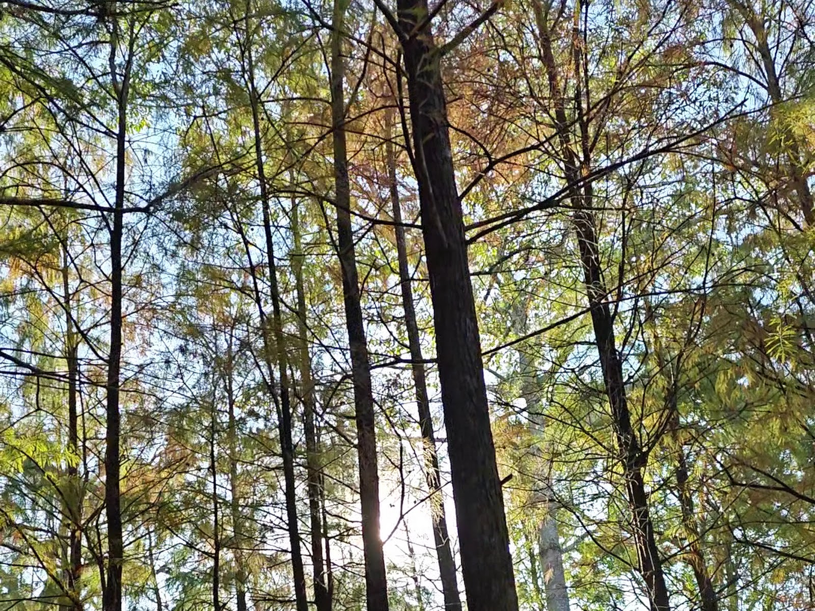 如光山寺水杉林步道