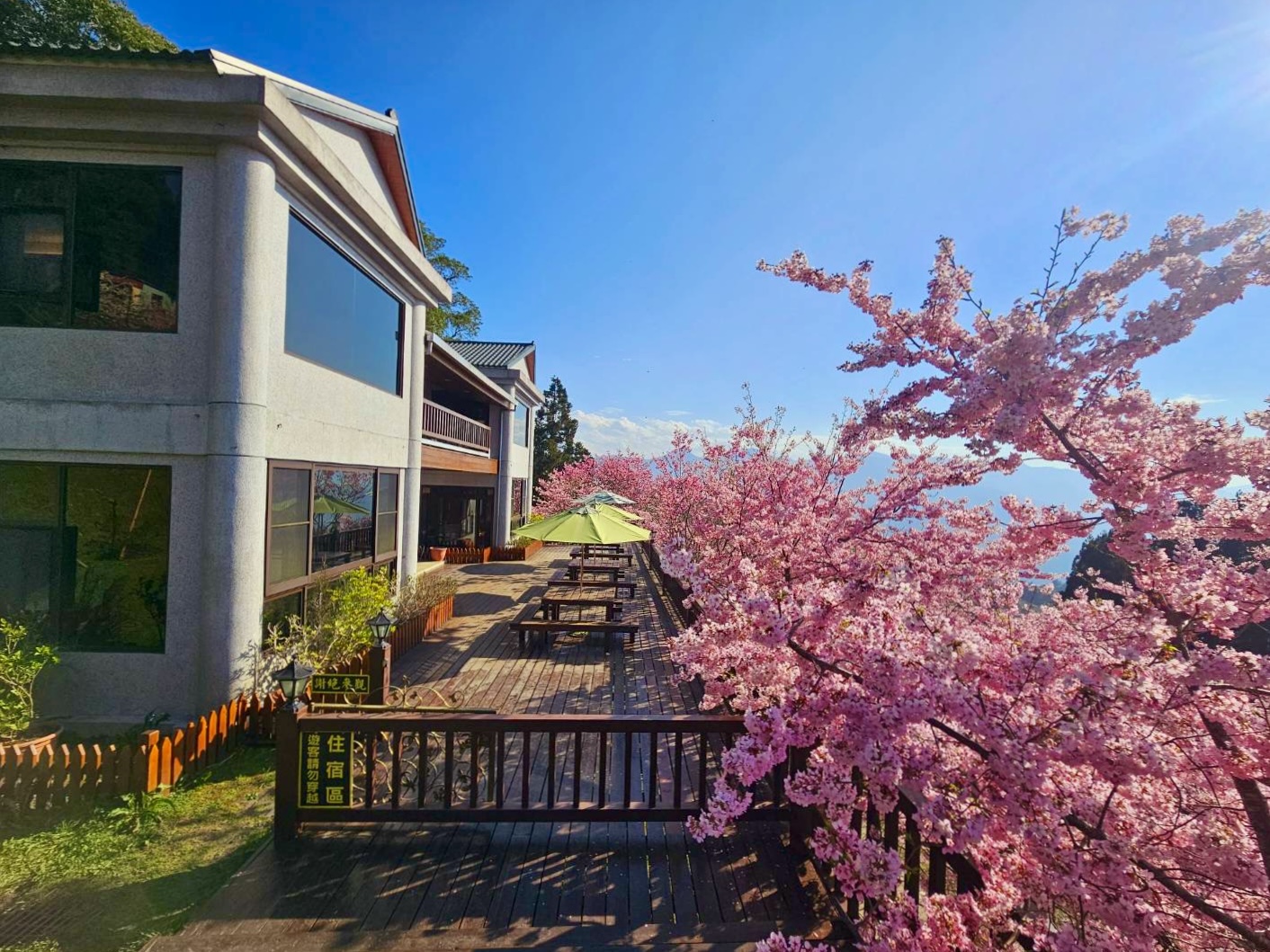 粉紅山櫻花盛開襯著莊園建築與藍天