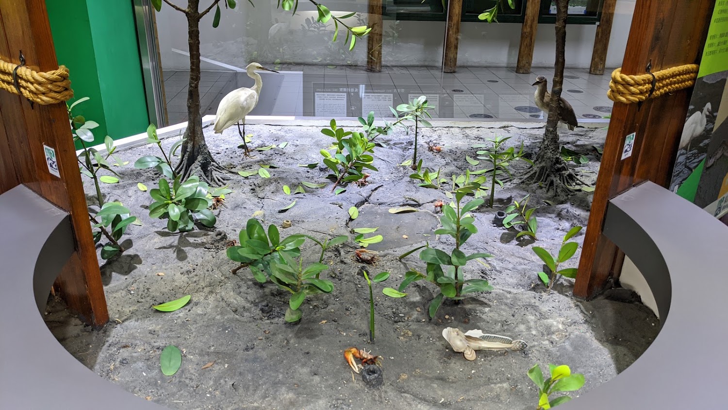 模擬紅樹林濕地生態展示箱