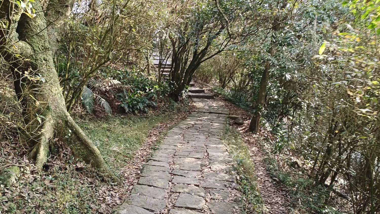 森林中的石頭步道與茂密樹林