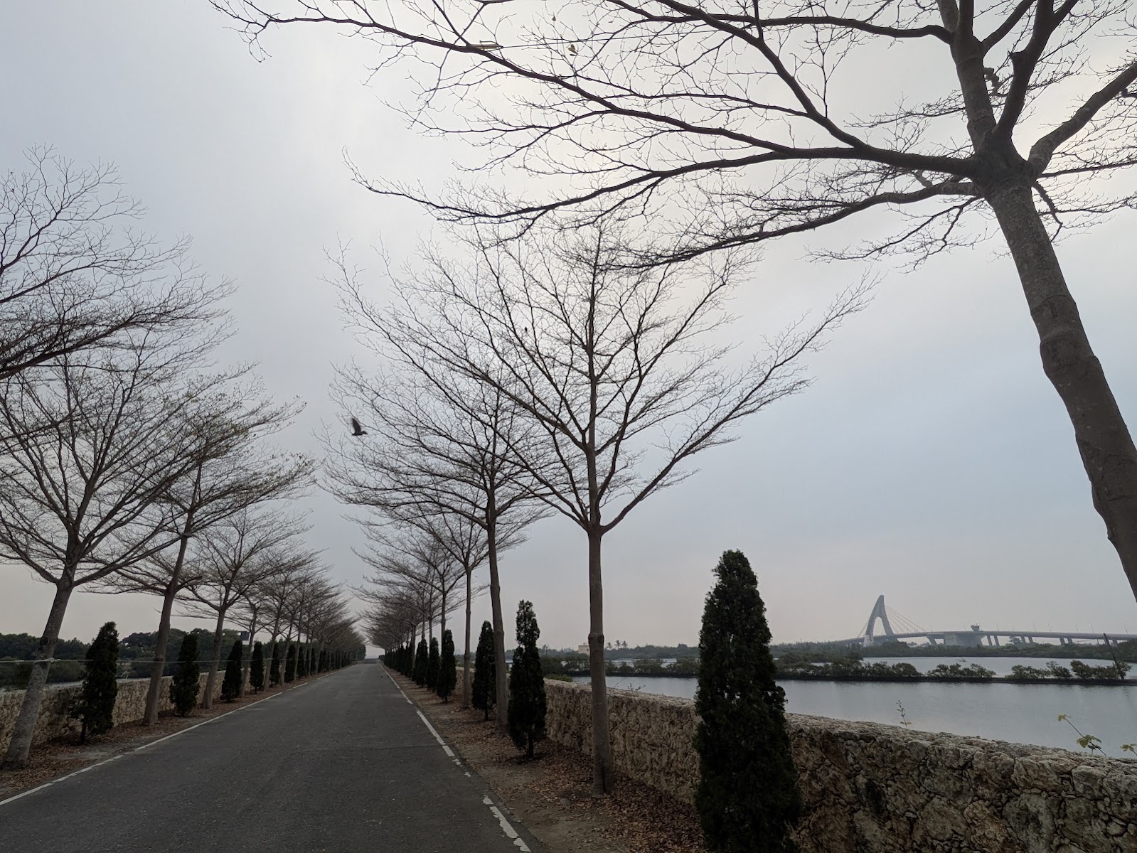 大鵬灣環灣道路視野開闊,遠方可見跨海大橋弧線