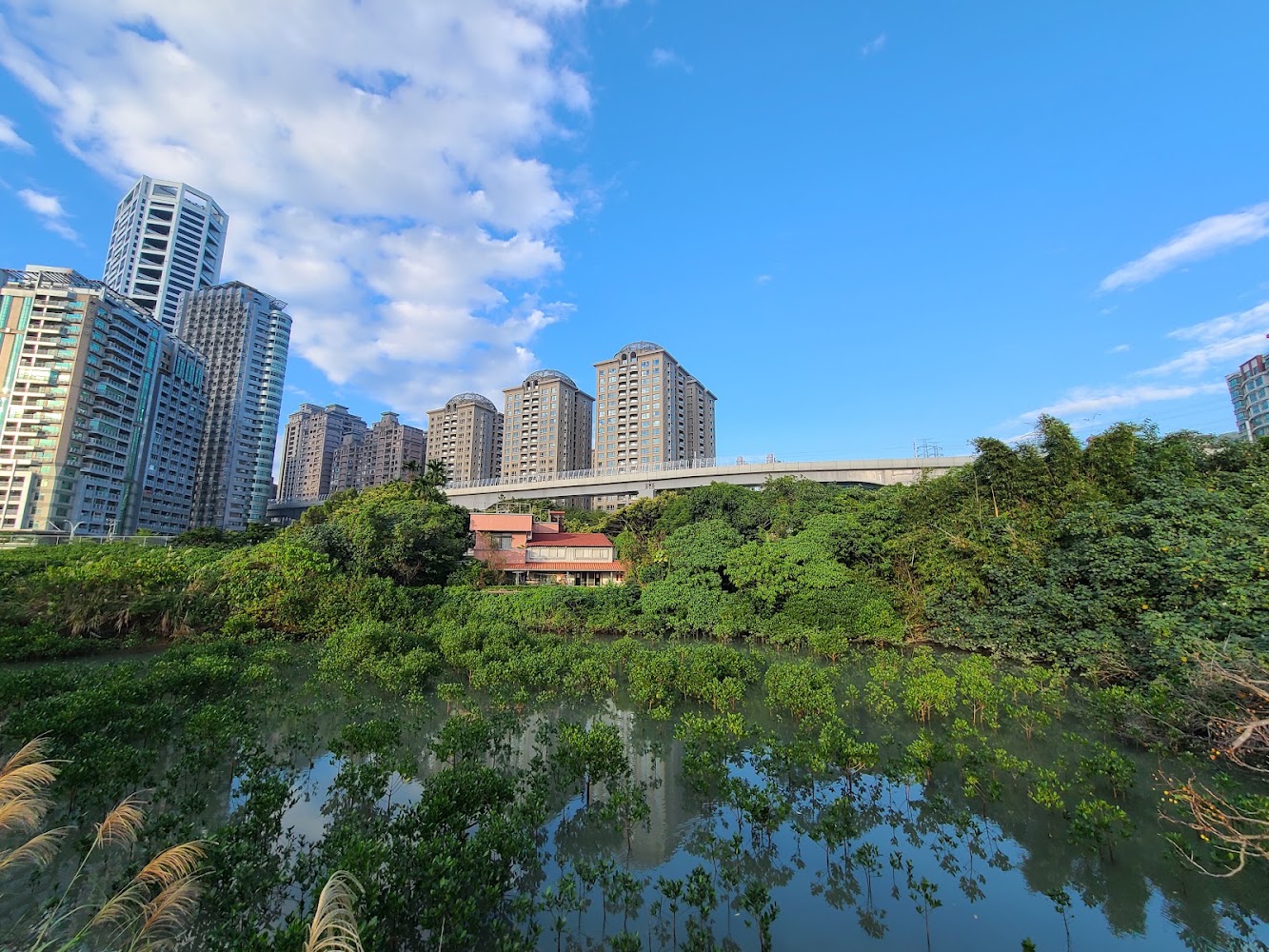 紅樹林周邊濕地與城市景觀