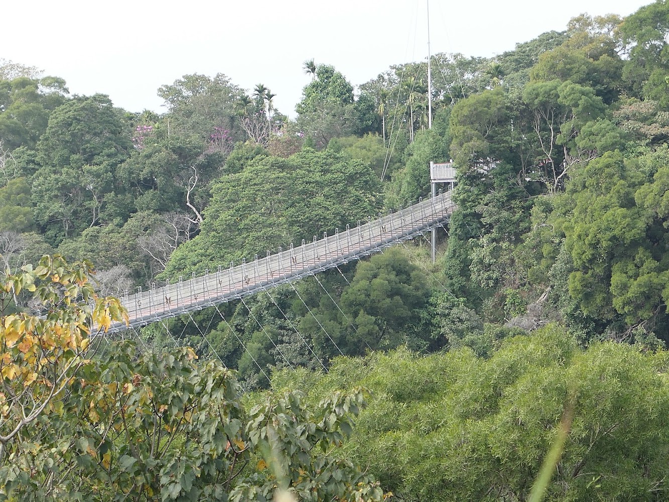 微笑天梯觀景台所見山谷吊橋景色