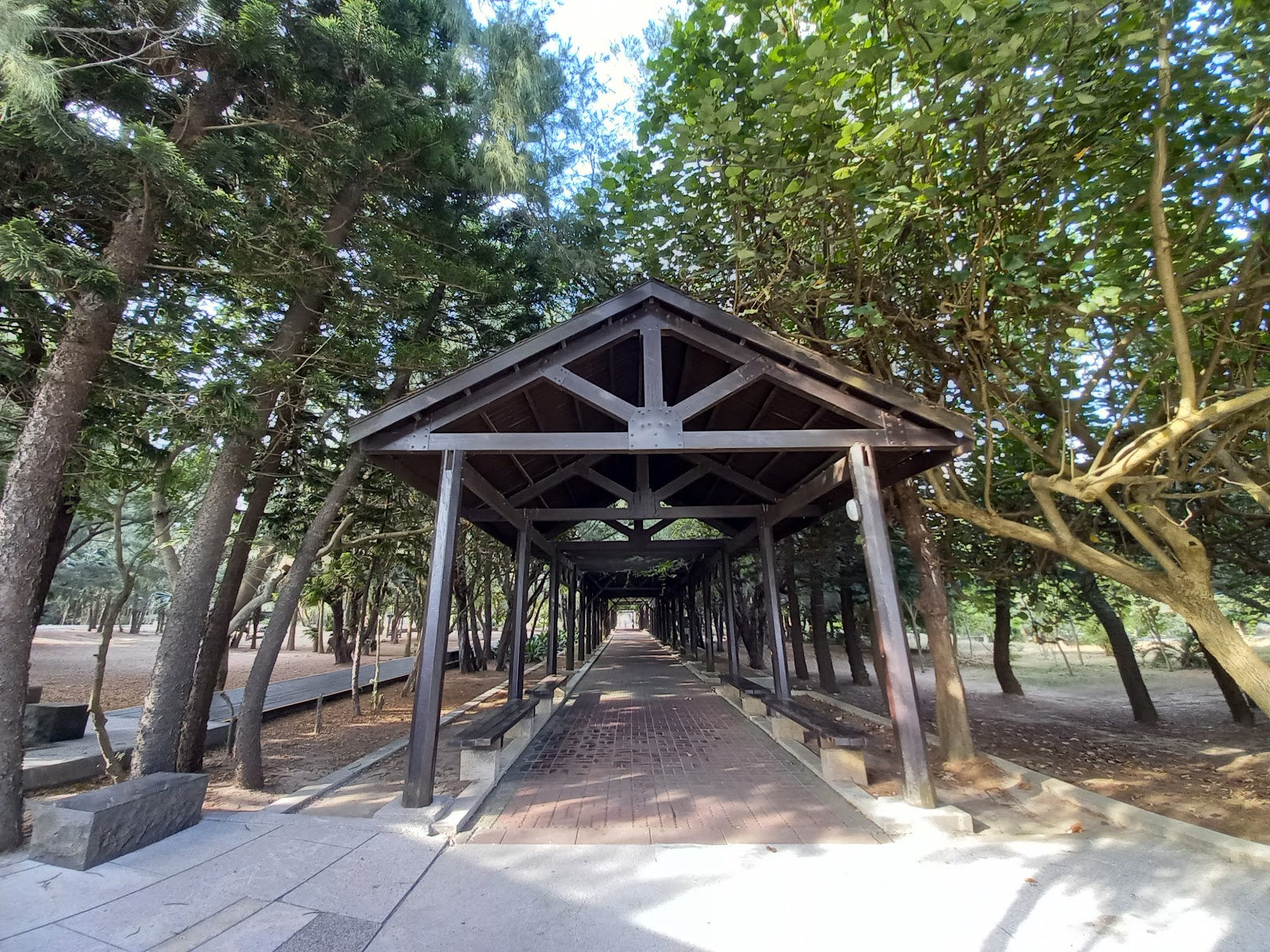 林投公園標誌性木棧廊道,高大木麻黃樹木,光影穿透