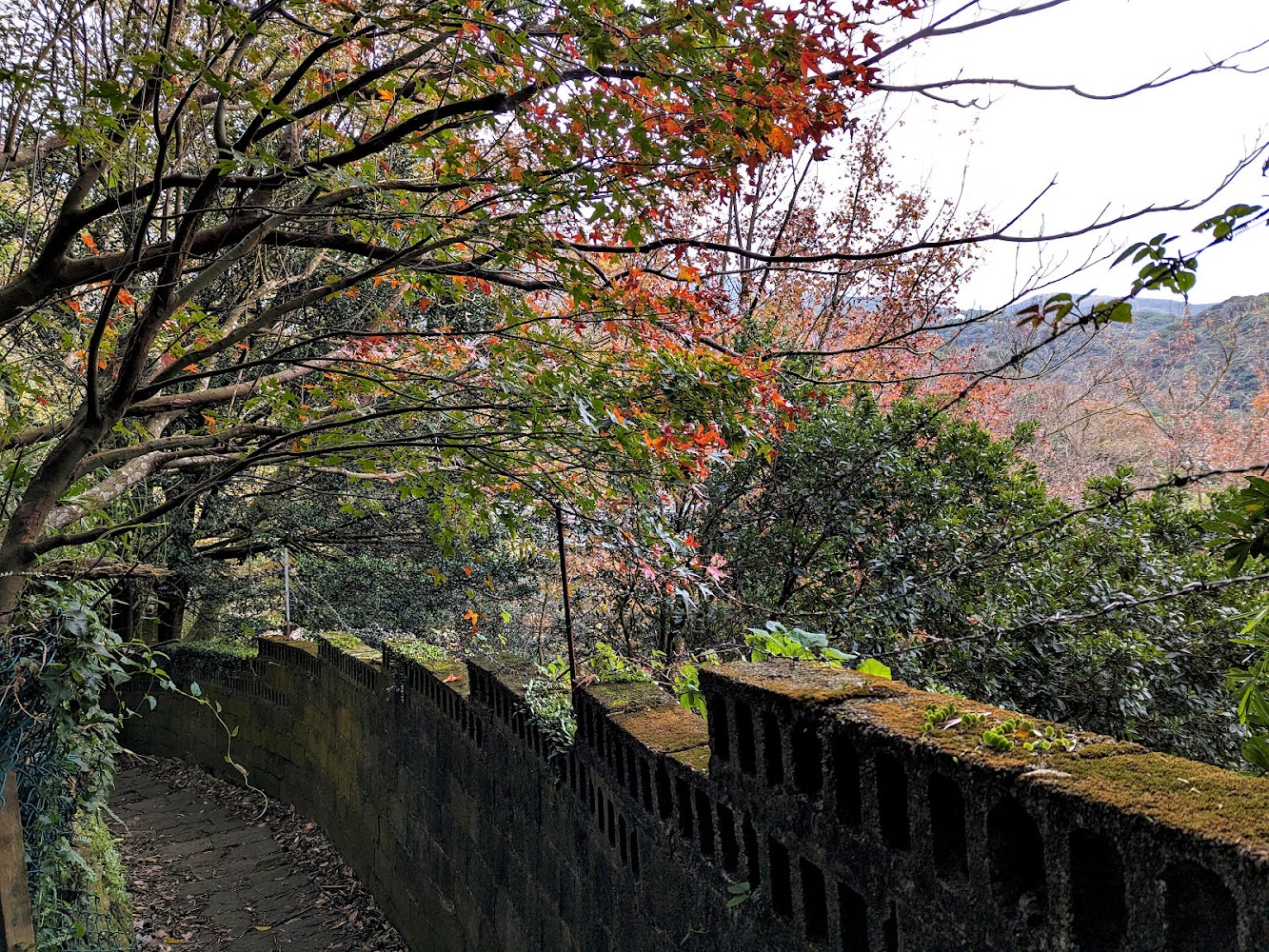 紗帽山步道彎曲石牆與秋意林景