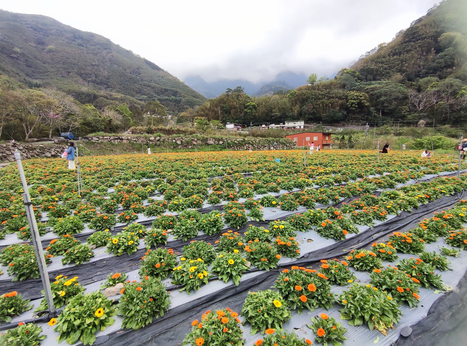 山裏花見金盞花田橘黃色花海遊客採花