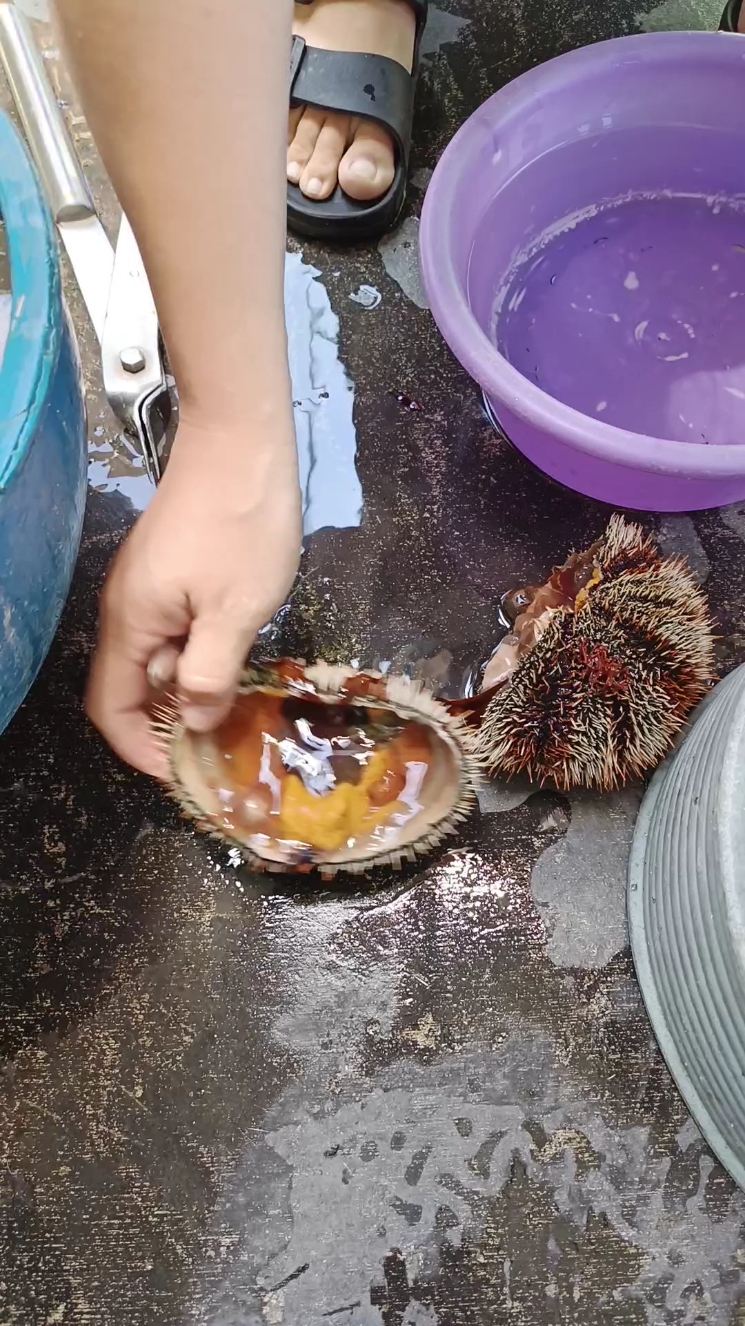 現剖馬糞海膽，七月限定澎湖鳥嶼美食