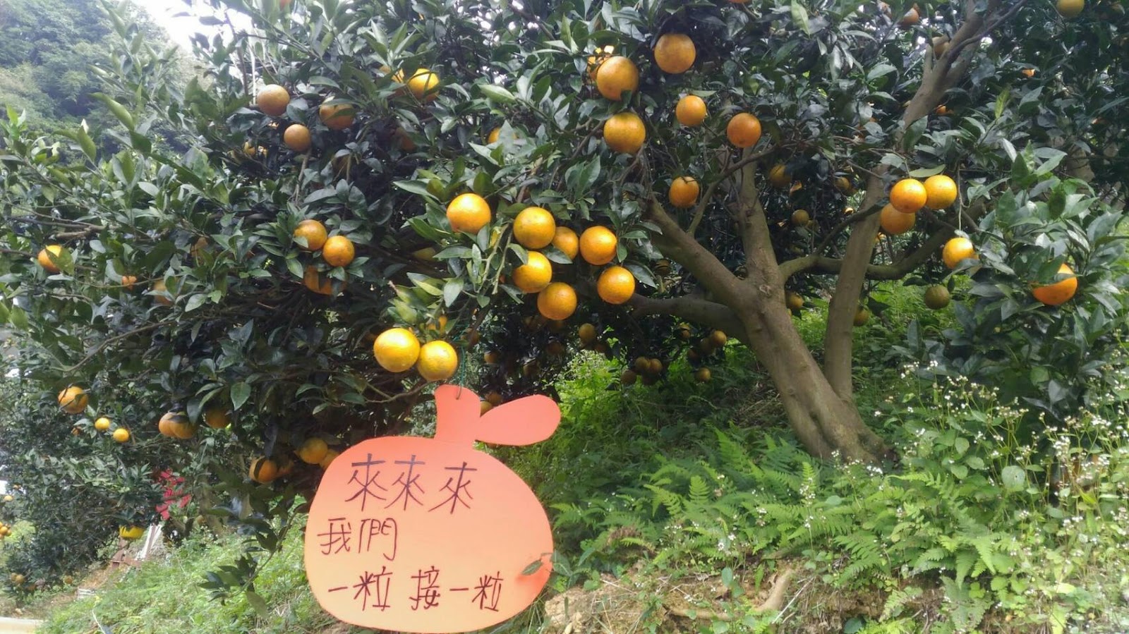 金勇番茄農場金桔樹