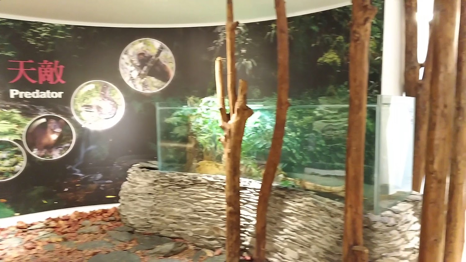 天敵 Predator 展示區與仿生態玻璃空間