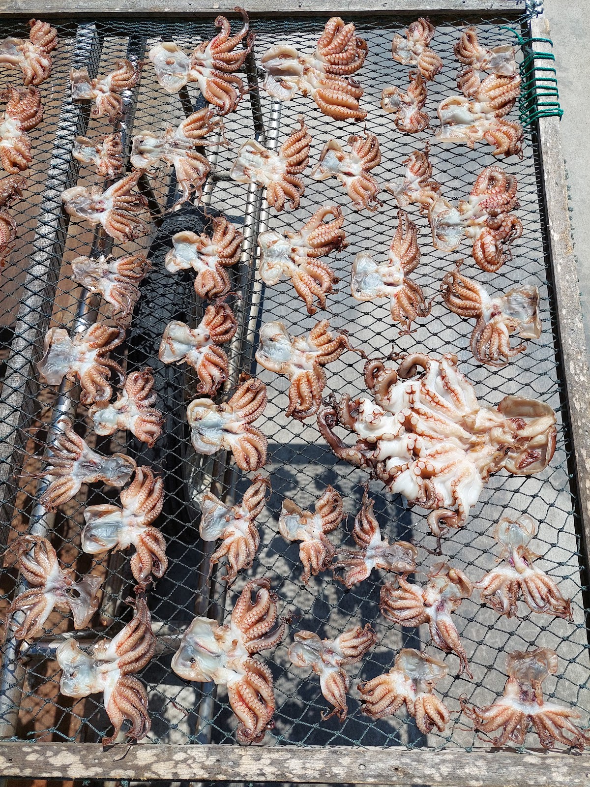豆花冰店旁曬章魚陳列架，澎湖傳統漁獲加工