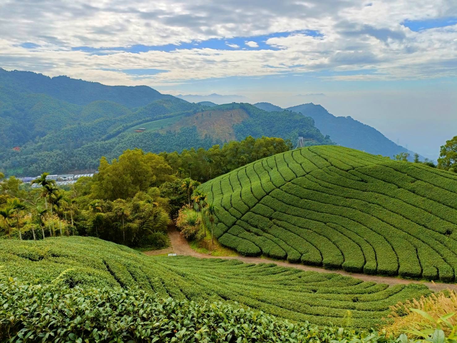 嘉義梅山高山茶園壯景,整齊茶行沿山坡梯田延伸,層疊山脈雲霧背景