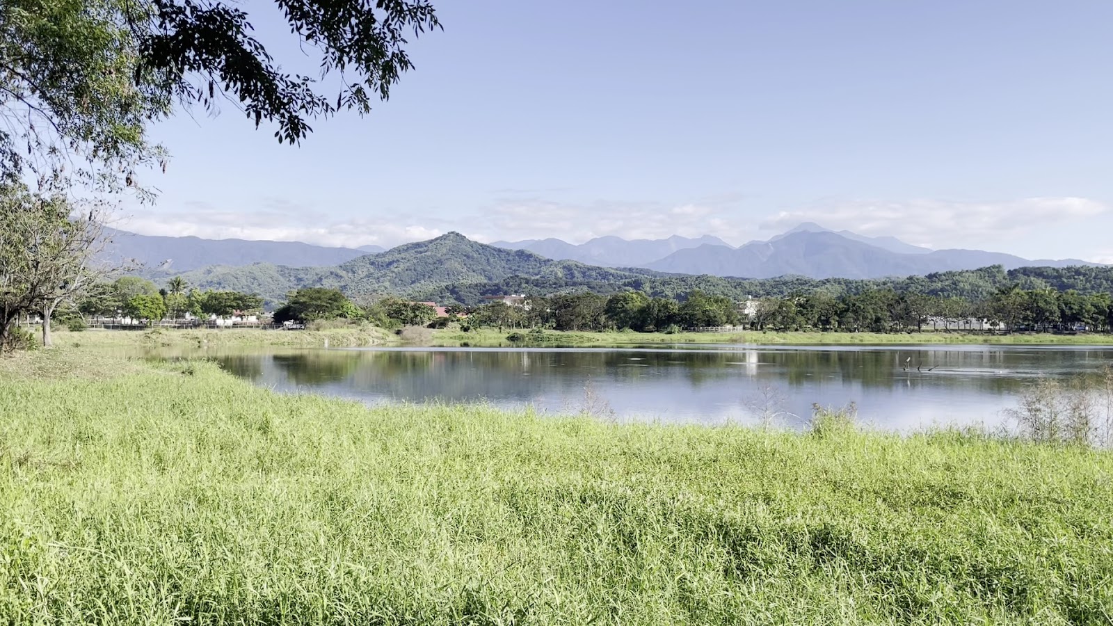 大片翠綠野蓮田倒映著遠山天光,湖面浮著滿滿的野蓮葉