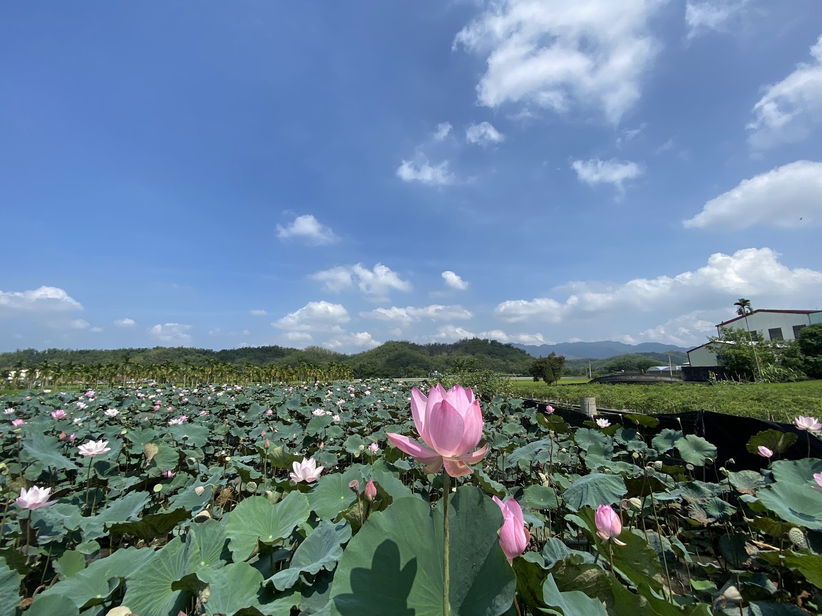 蓮花池中盛開的粉紅蓮花特寫,蓮葉層層鋪展,藍天白雲倒映水面