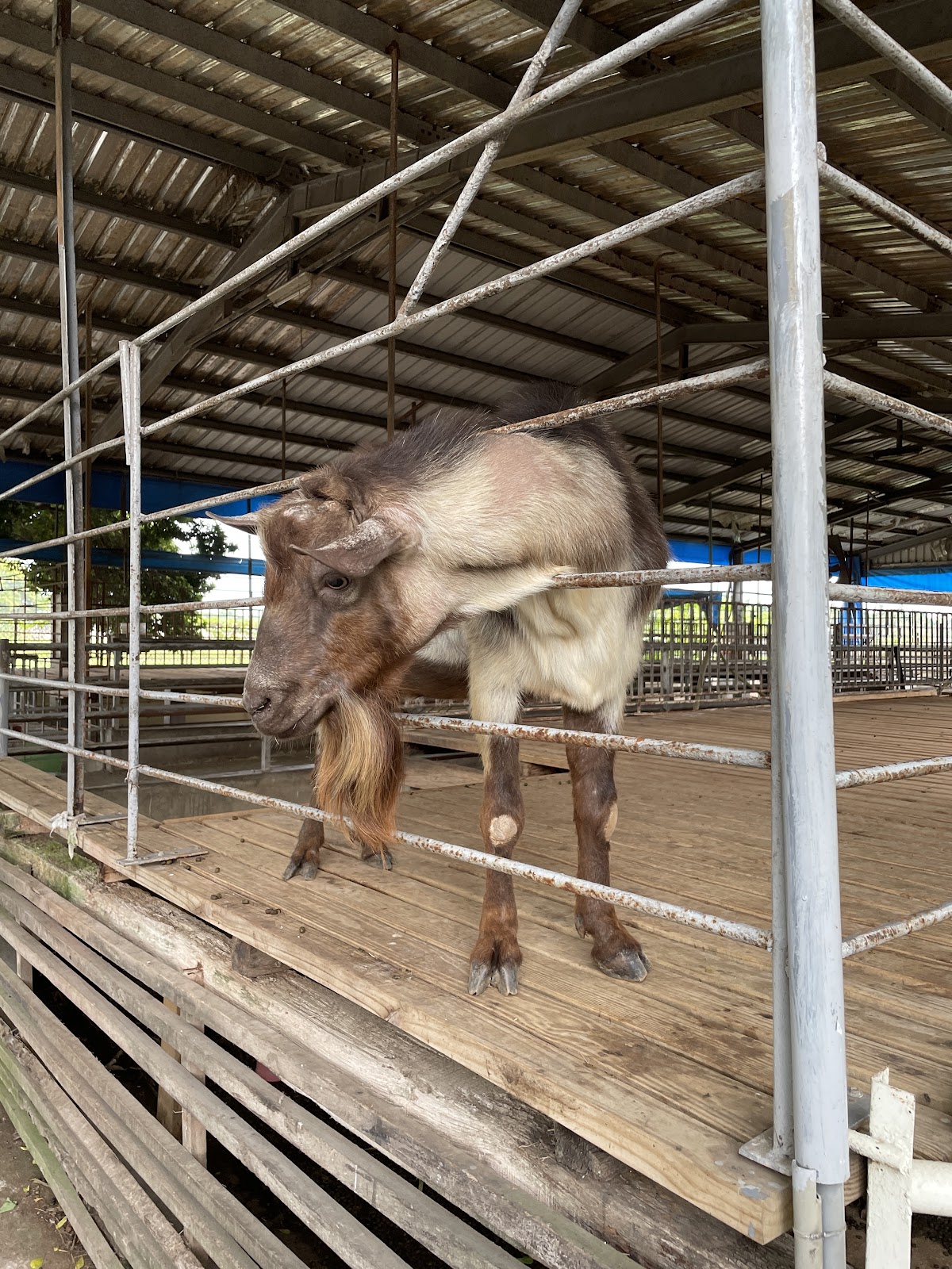 銘泉生態休閒農場飼養的山羊，親子近距離接觸動物體驗