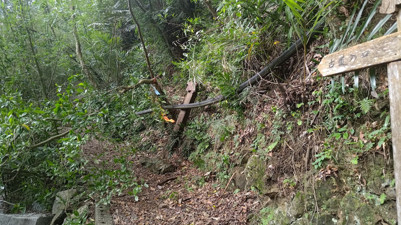 象鼻古道密林覆蓋的山徑，苗栗泰安健行步道，秘境古道
