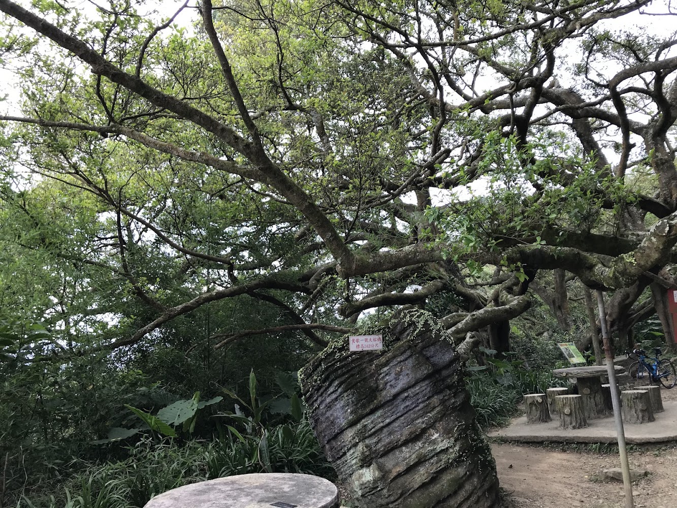 百年大榕樹旁的休憩空間