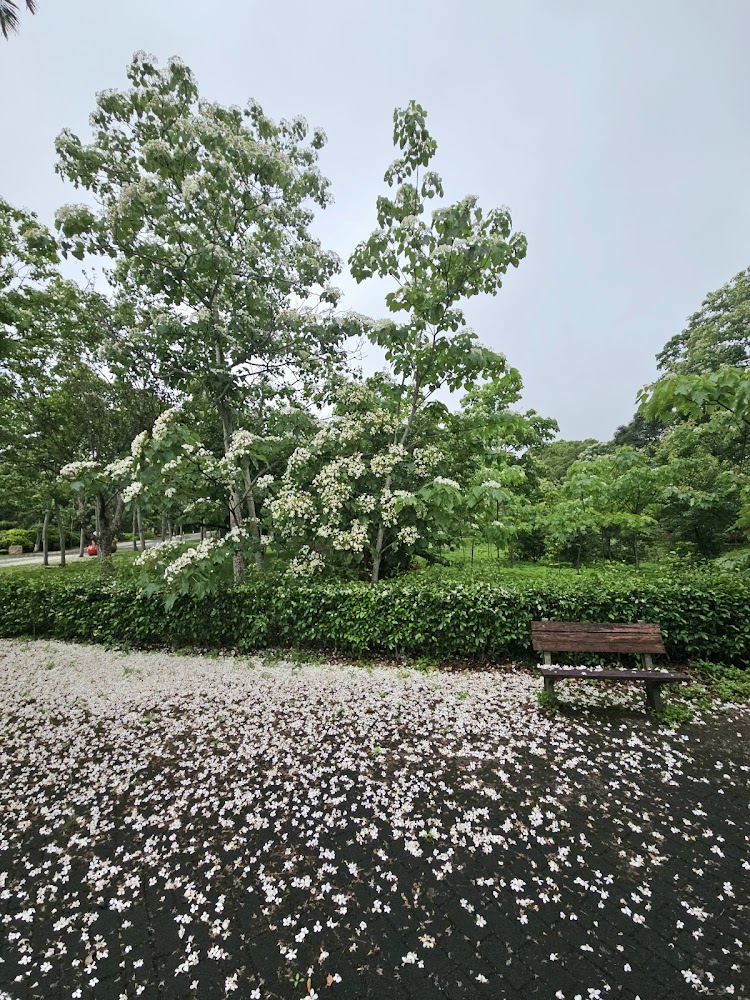 客家大院油桐花與長椅