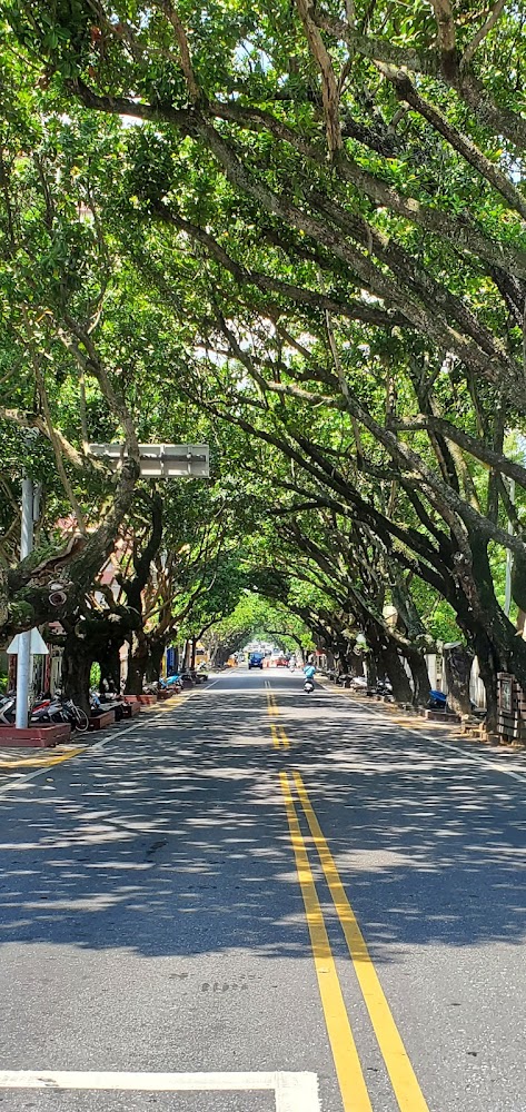 瓊崖海棠綠色隧道道路景觀