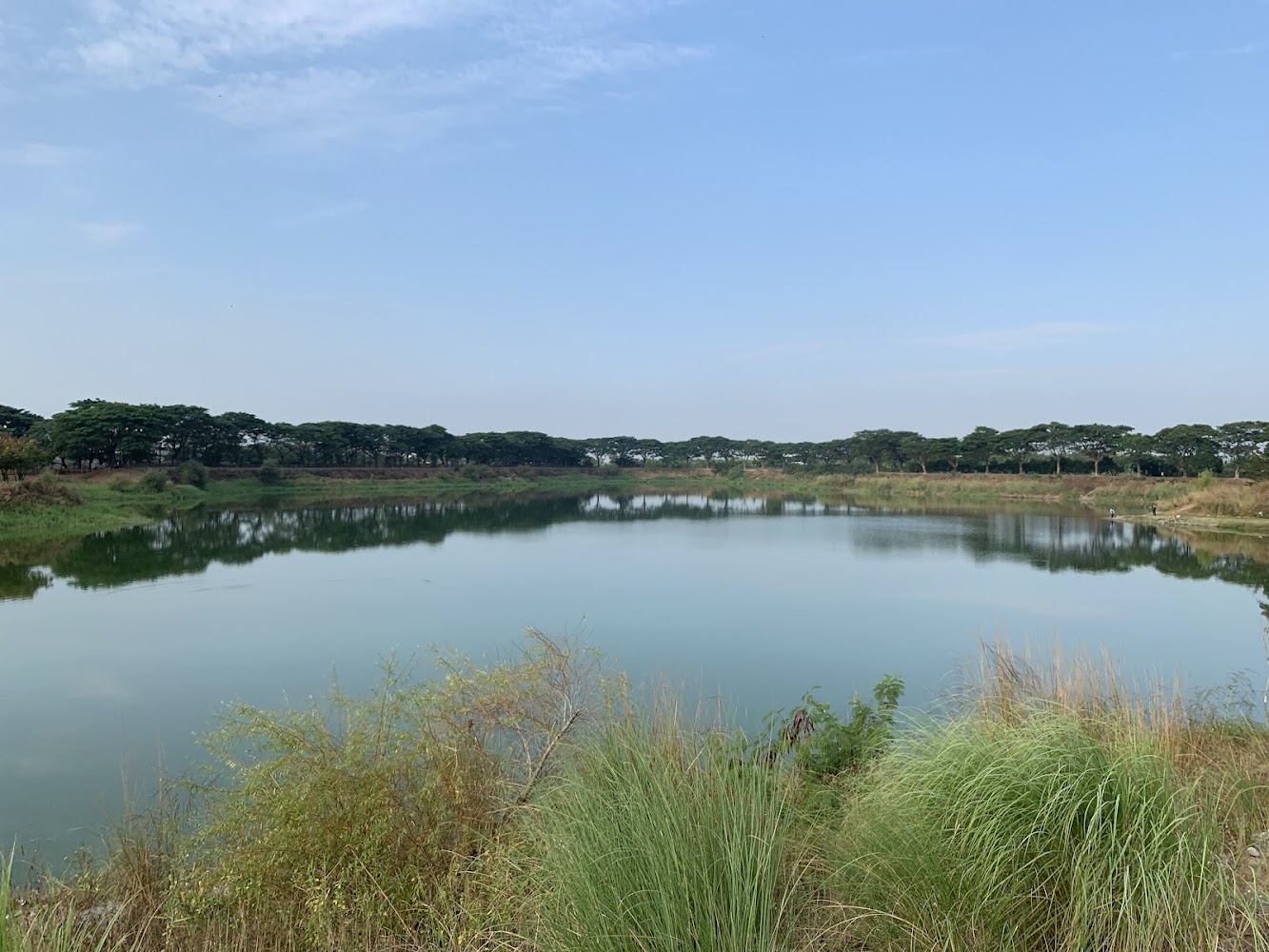 紫藤湖湖面與草地樹景倒影