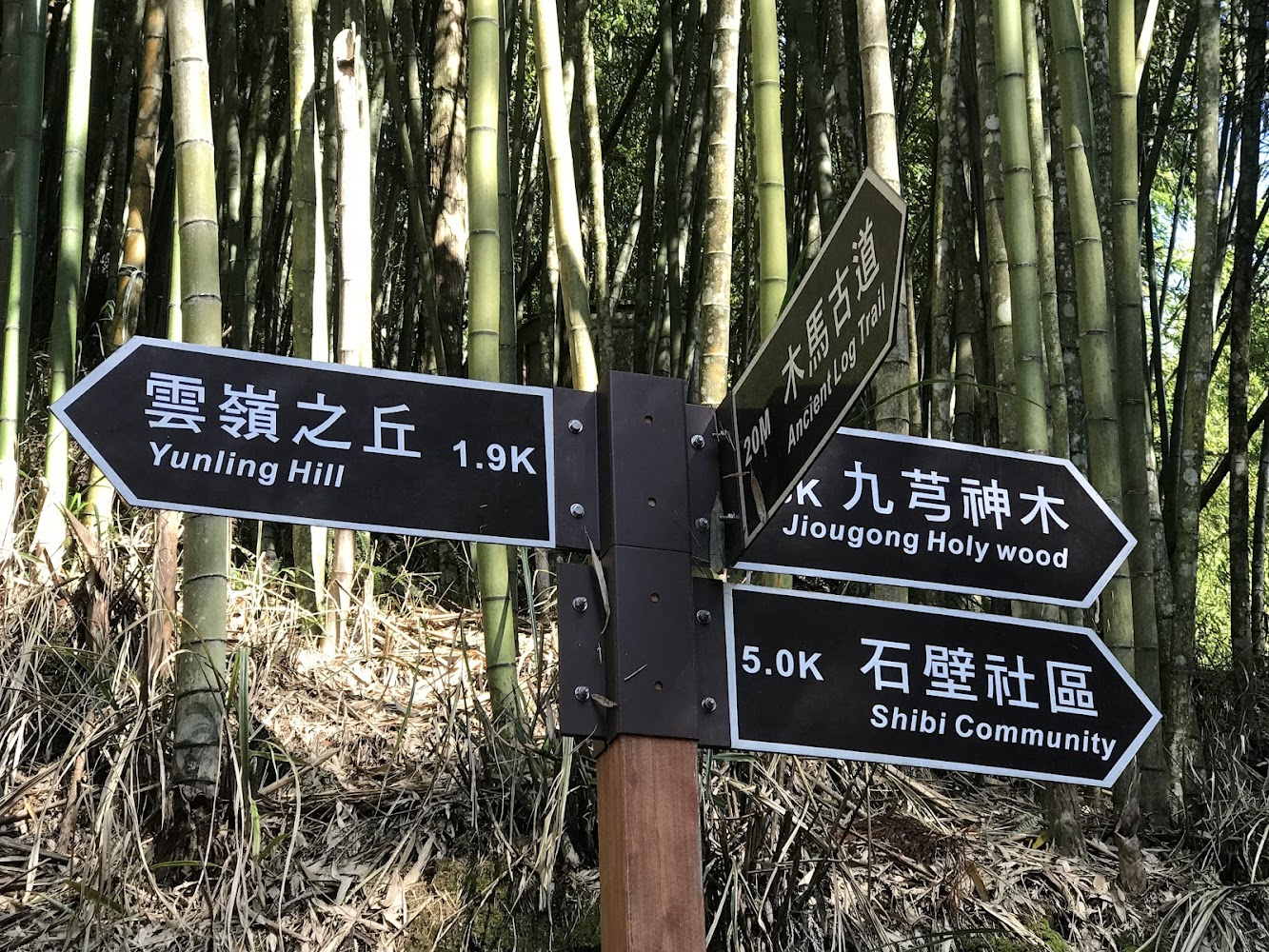 竹林中的多向指示牌