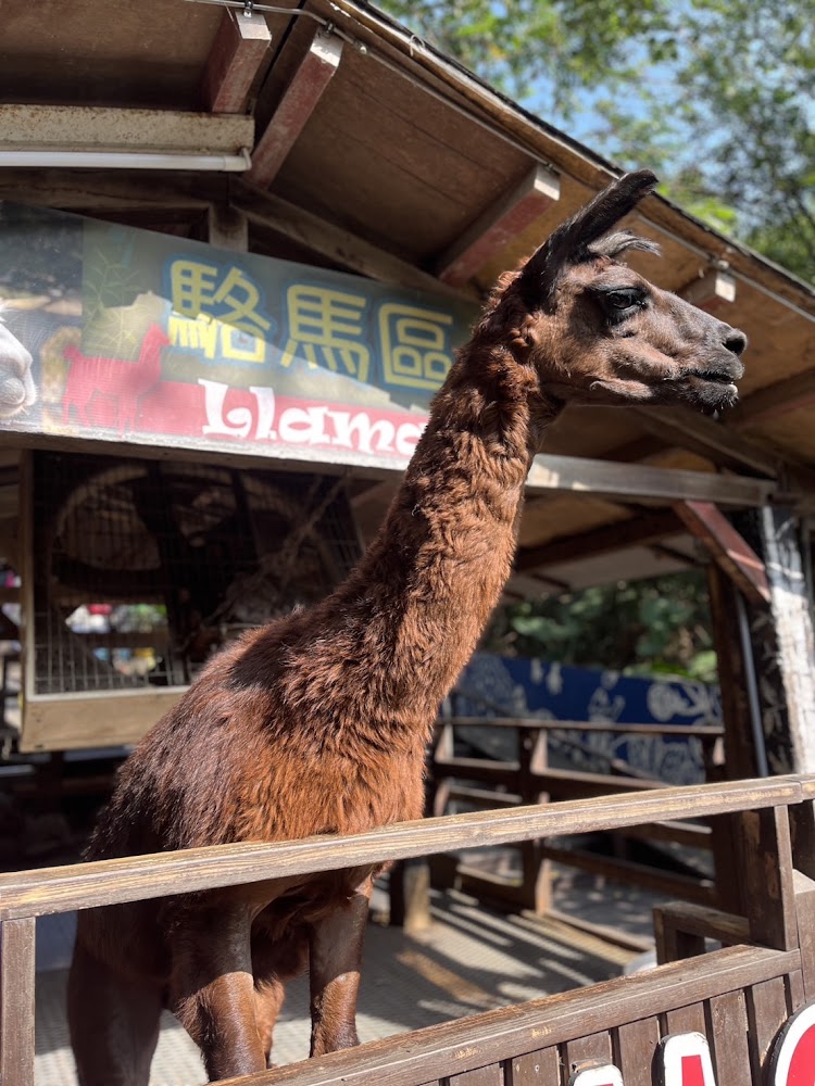 今夜星辰休閒農場專屬停車場附近駱馬區