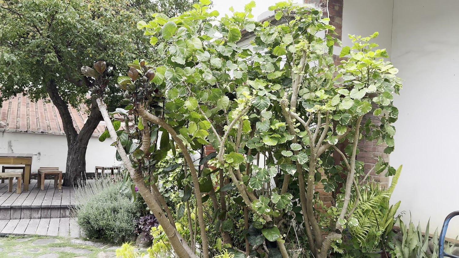 新瓦屋客家文化保存區綠意庭園角落