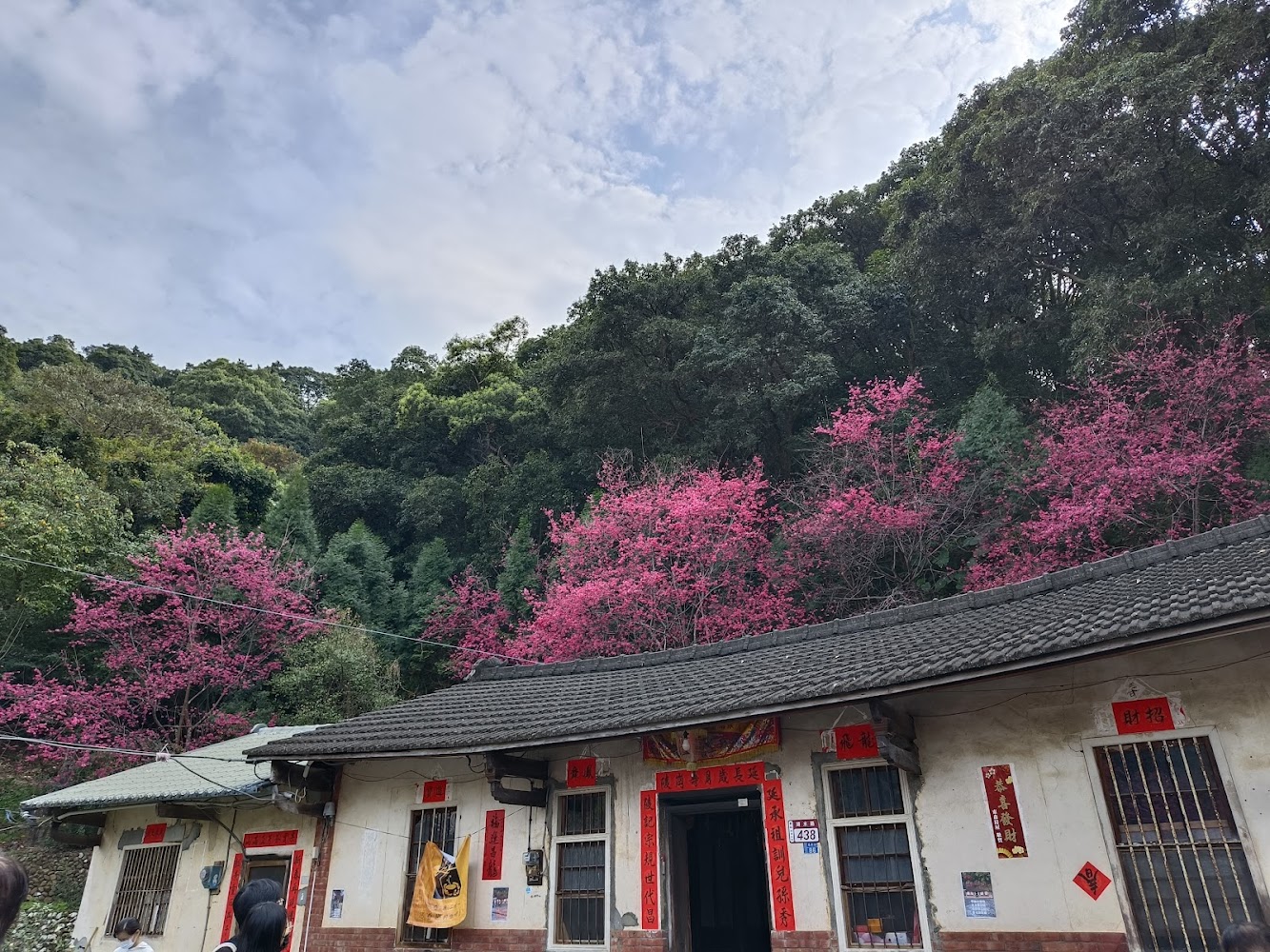 傳統古厝前方盛開櫻花與藍天白雲