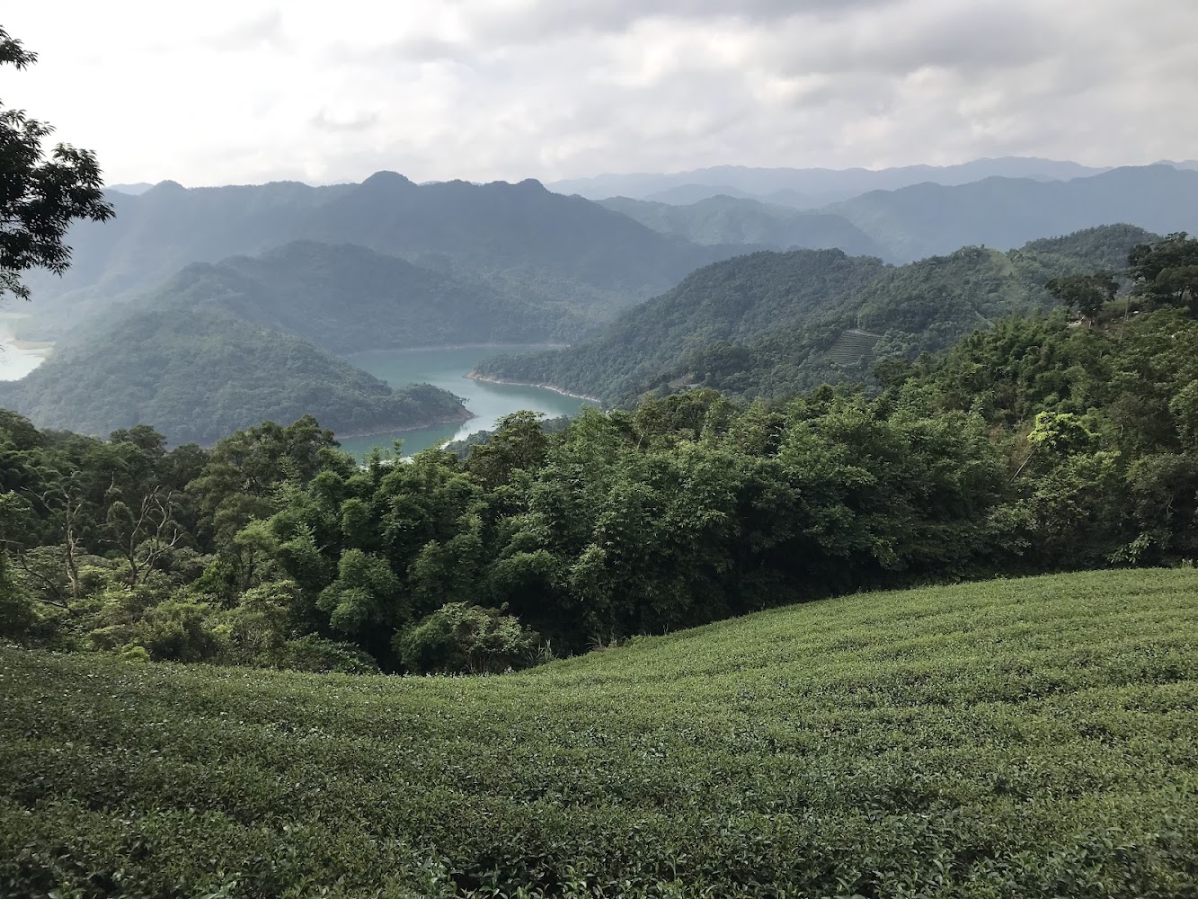 這張圖片主要呈現山巒起伏的景致,前景是一片整齊的茶園,遠方有翠綠山林與蜿蜒的湖泊。畫面自然清新,畫面上未見浮水印。