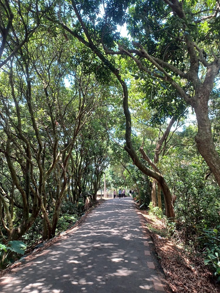 綠蔭包圍的森林步道