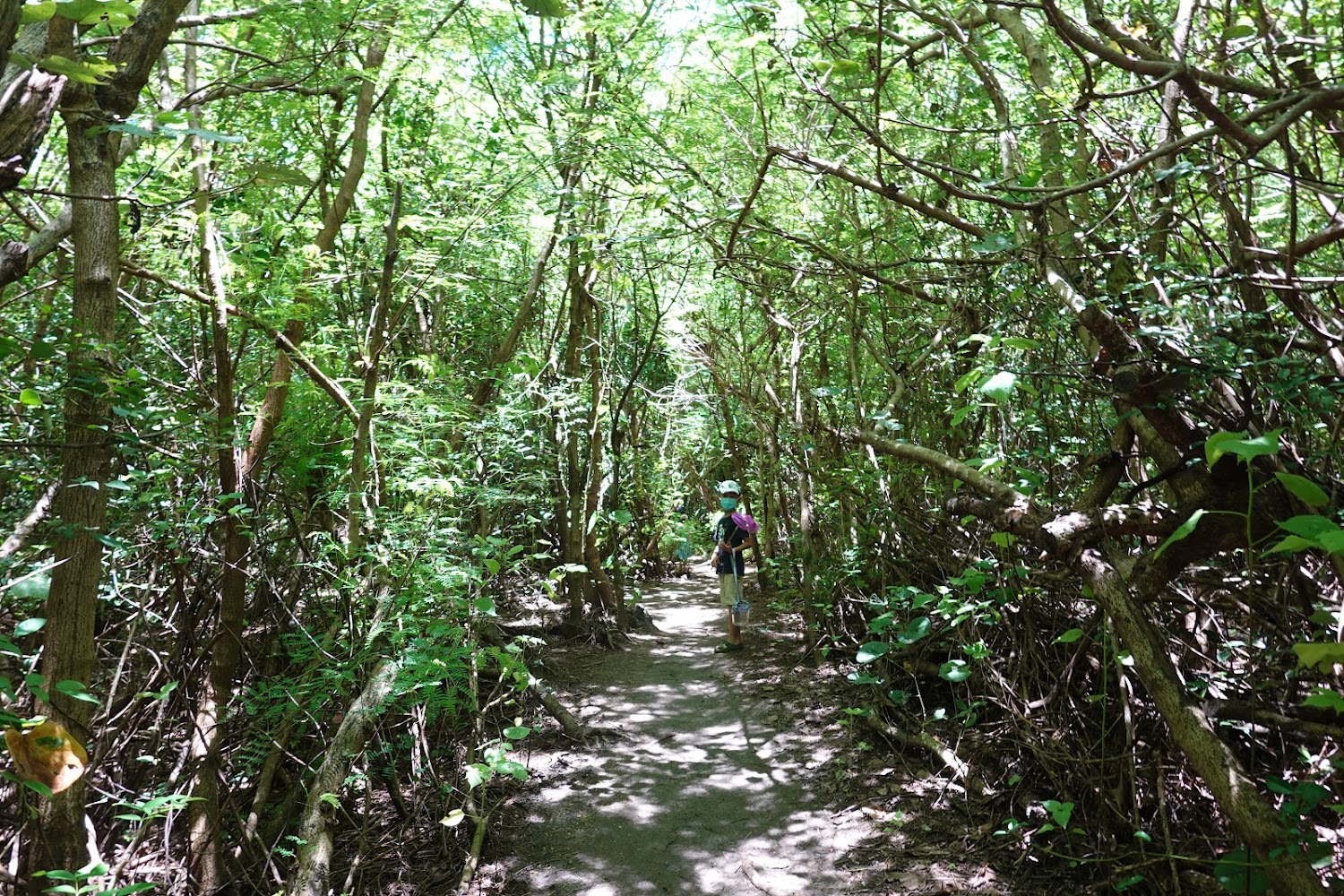 小巴里島岩步道林蔭