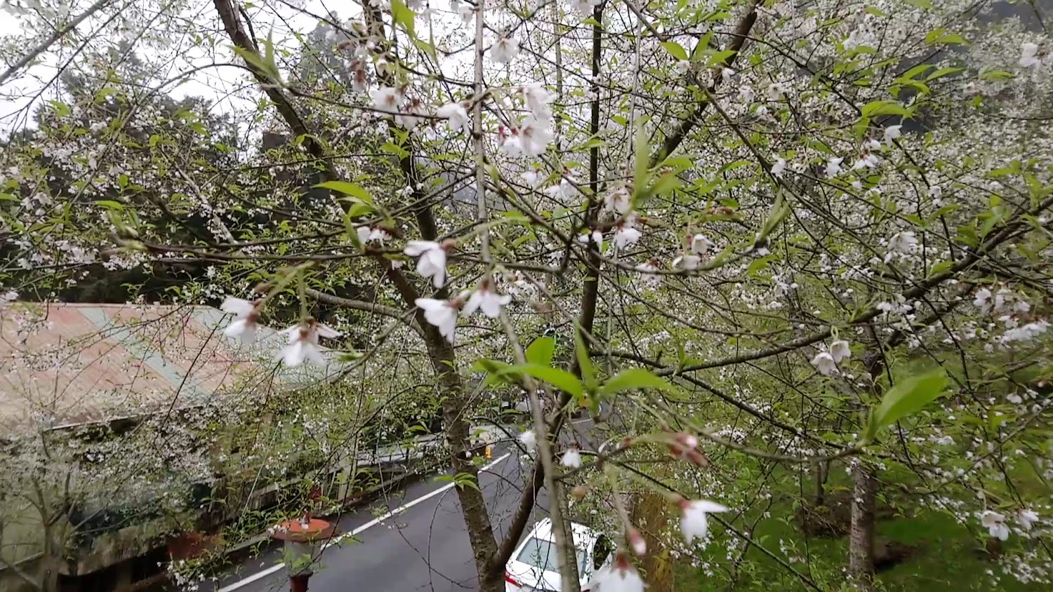 阿里山春季櫻花盛開景色