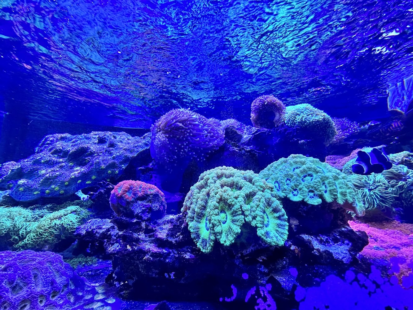 珊瑚礁生態缸與小丑魚
